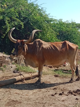 थंबनेल 2