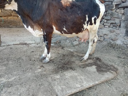 थंबनेल 3