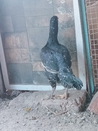 थंबनेल 2