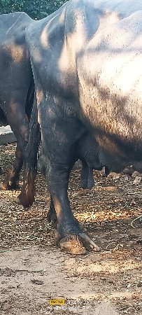 ૩ વેતર છે
પાંચ છ લીટર દૂધ કરે છે