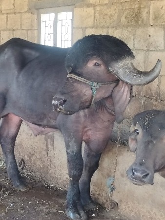 jafarabadi પાડો