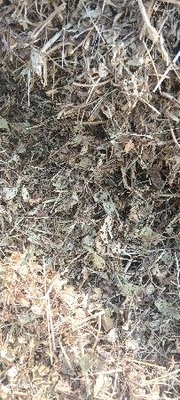 માંડવી નો પાલો