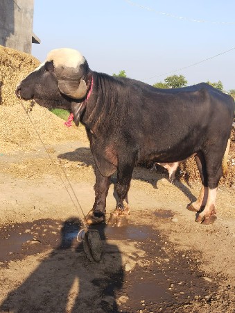 આ જાફરાબાદી પાડો