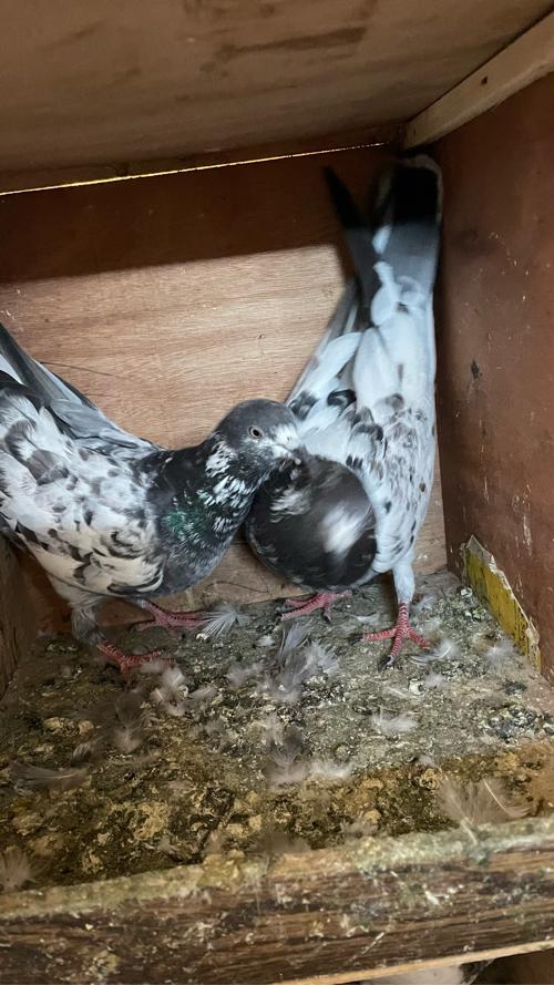 थंबनेल 2