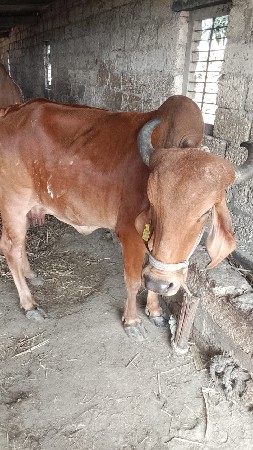 થંબનેલ 2