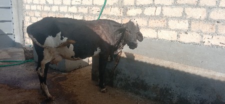 ઓરીજનલ ગીત ક્રોસ ગાય આપવાની છે