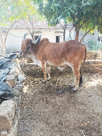 બળદ વેચવાનો છે