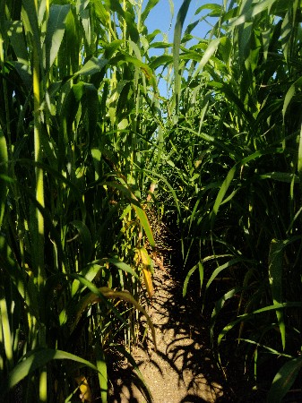 જુવાર નૂ લીલુ