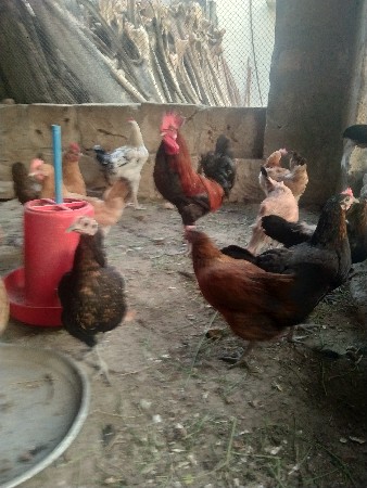 ૫ મરઘા વેચવાના છે કિંમત અંદાજીત