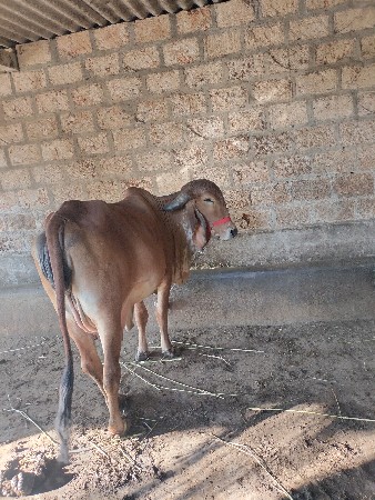 थंबनेल 3