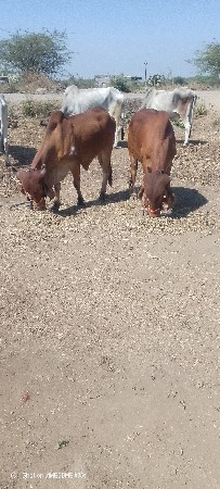 थंबनेल 2