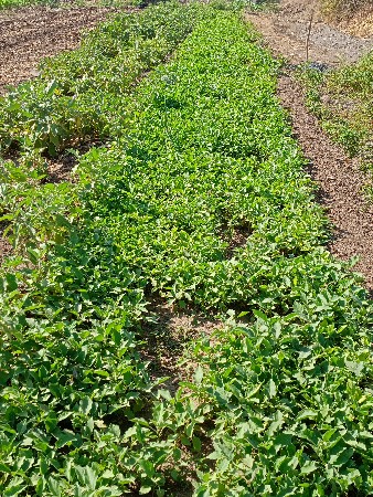 રિંગણીનો રોપ મોરપીંછ