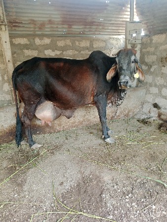 થંબનેલ 3