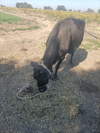 1.5 મહિના ની વિયાનેલ સે