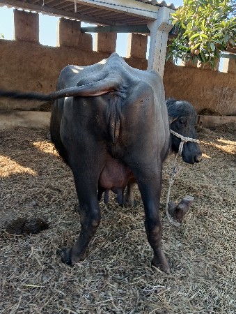 ભેંસ વેચવાની છે