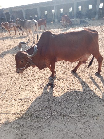 थंबनेल 2