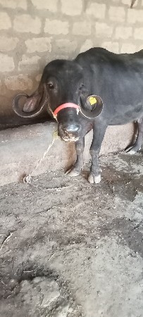 ભેંસ વેચવાનુ છે