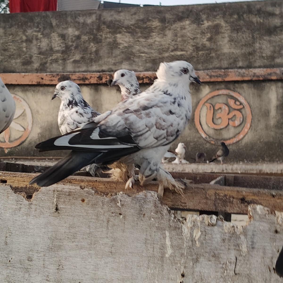 थंबनेल 3