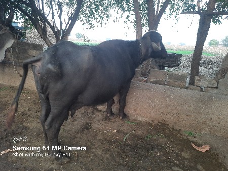 थंबनेल 2