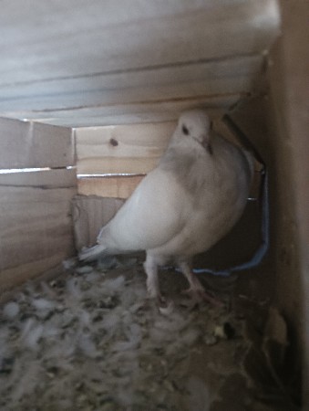 આ કબુતર વેચવાનું છે