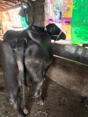 થંબનેલ 3