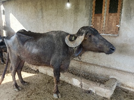 ૨ મહિના નું ફરેલ છે