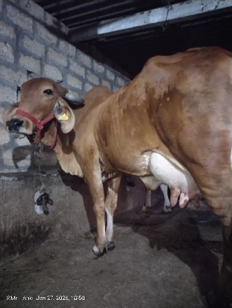 थंबनेल 3