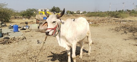 વેચવાનો છે