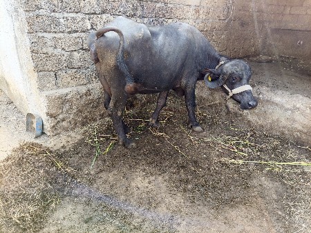 પી એલ વી ખડેલી 6 l દૂધ બે મહિના ની