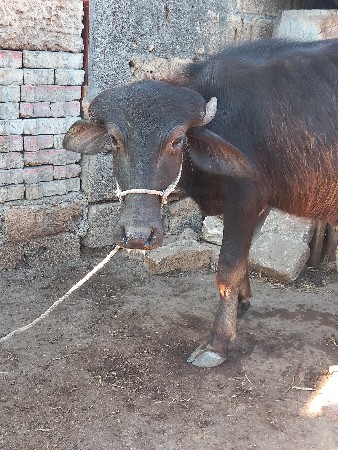 પાડી ના સાટા કરવાના છે