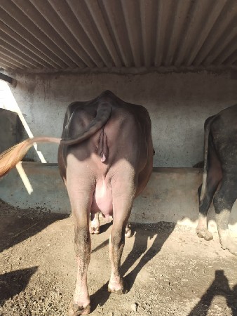 थंबनेल 2