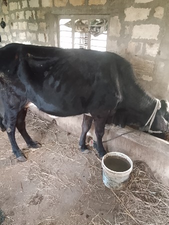 थंबनेल 2