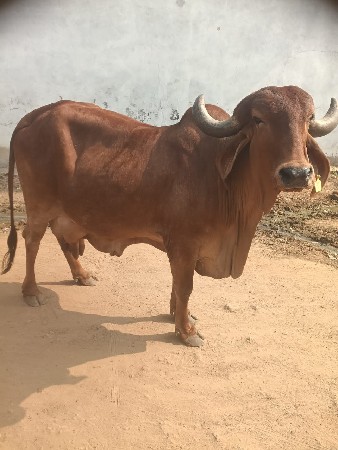 ગાય વેચવાની છે ગાય વે
ગાય વેચવાની