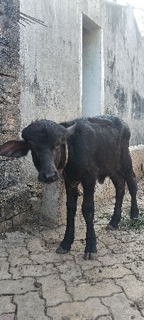 થંબનેલ 3