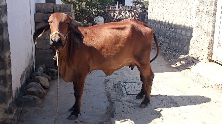 ઓડકી વેચવાની છે ગીર છે