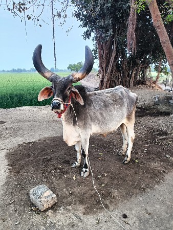 બેય બાજુ હાલે 5 ધર નો છે