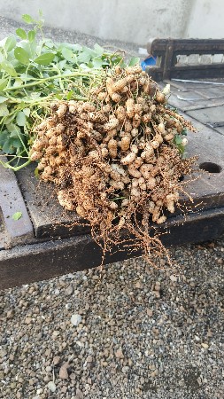 ગિરનાર 4 મગફળી વેચવાની છે