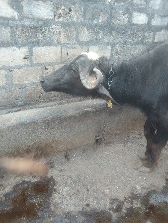 ભીભા મહેશભાઈ