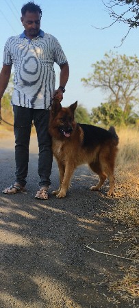 જર્મન શેફર્ડ