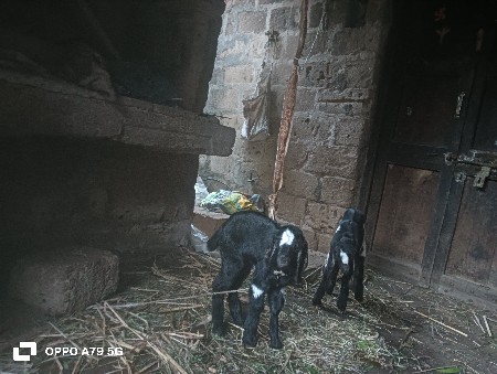 બોળી બકરી 1 મહિના ની વિયાણેલ છે