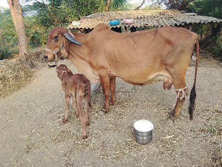 थंबनेल 6