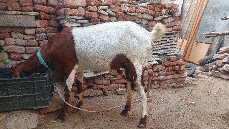 raja ram puri bred rajstani