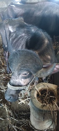 બીજુ વેતર ખડાઈ વેચવાની છે