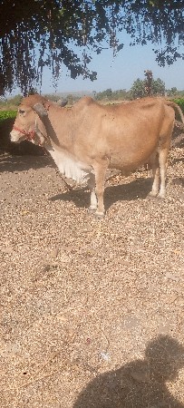 થંબનેલ 2