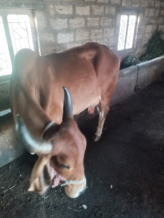 દેશીગાયવેચવાનીછેબીજુવેતર