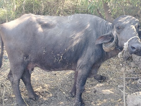 थंबनेल 2