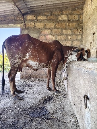 થંબનેલ 2