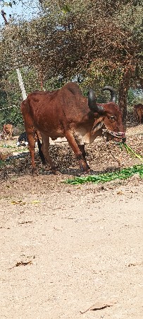3 ણવાવણી નો બરધ શે