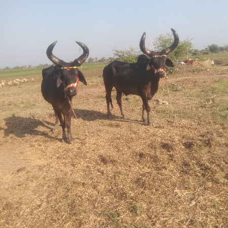 थंबनेल 2