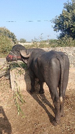 4 દાંત પાડો છે